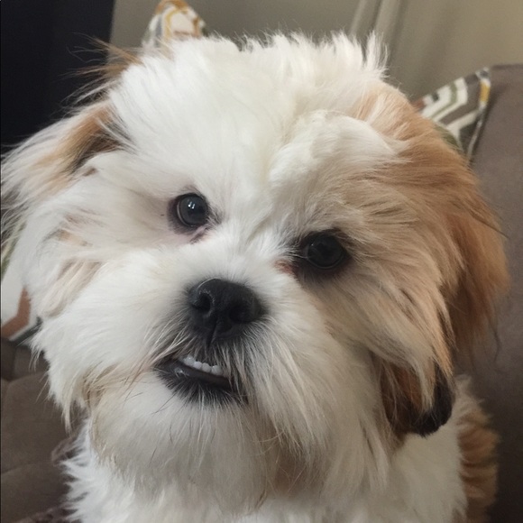 Meet your Posher, Mindy - Picture 1 of 1